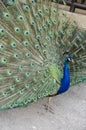 Peacock Royalty Free Stock Photo